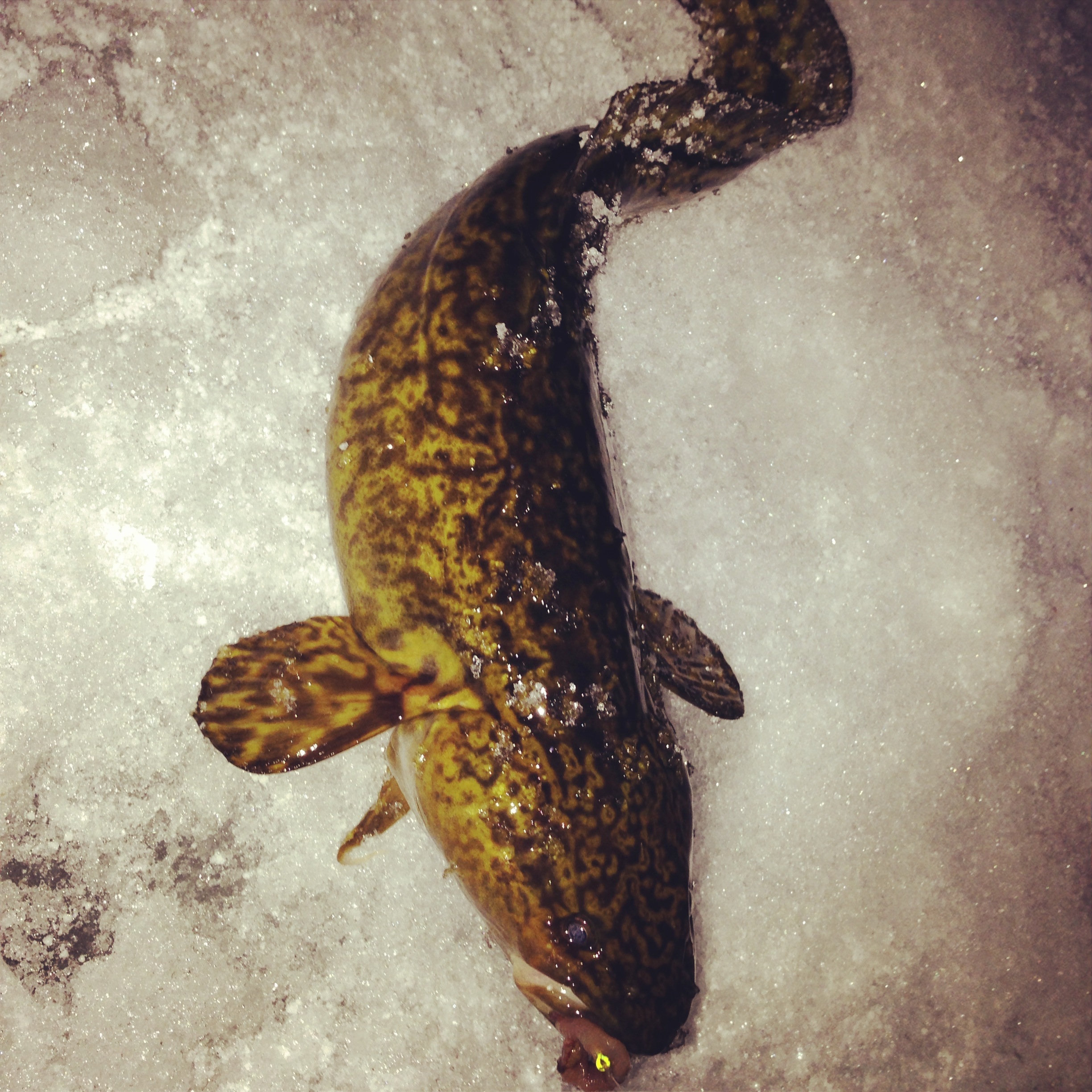 Ice fishing for burbot – Target Walleye