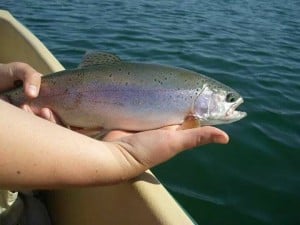 Baynes lake trout