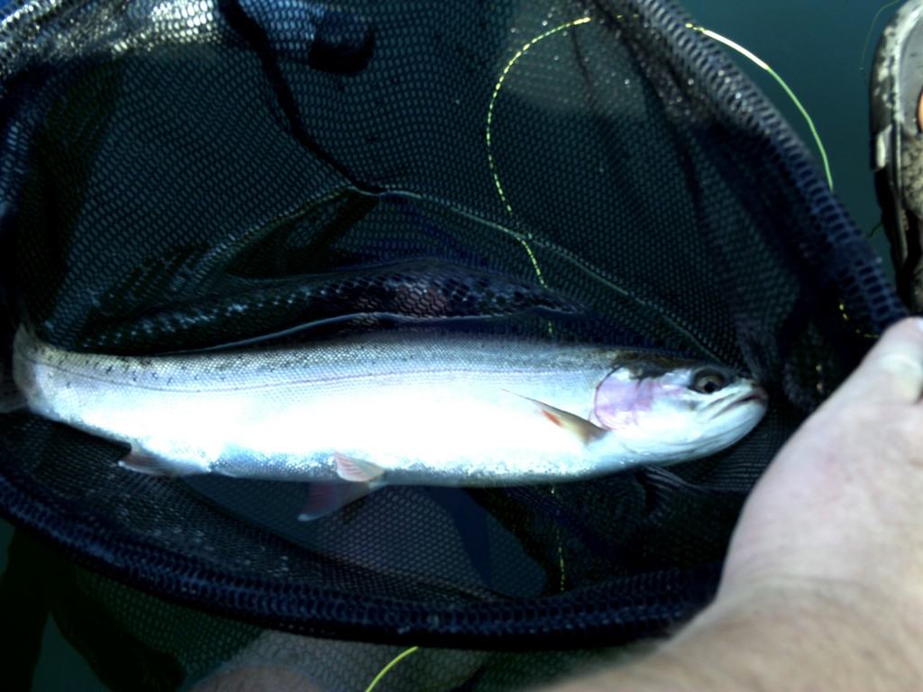 Fly Fishing Sawmill Lake (Burnell Lake) BC Fishn
