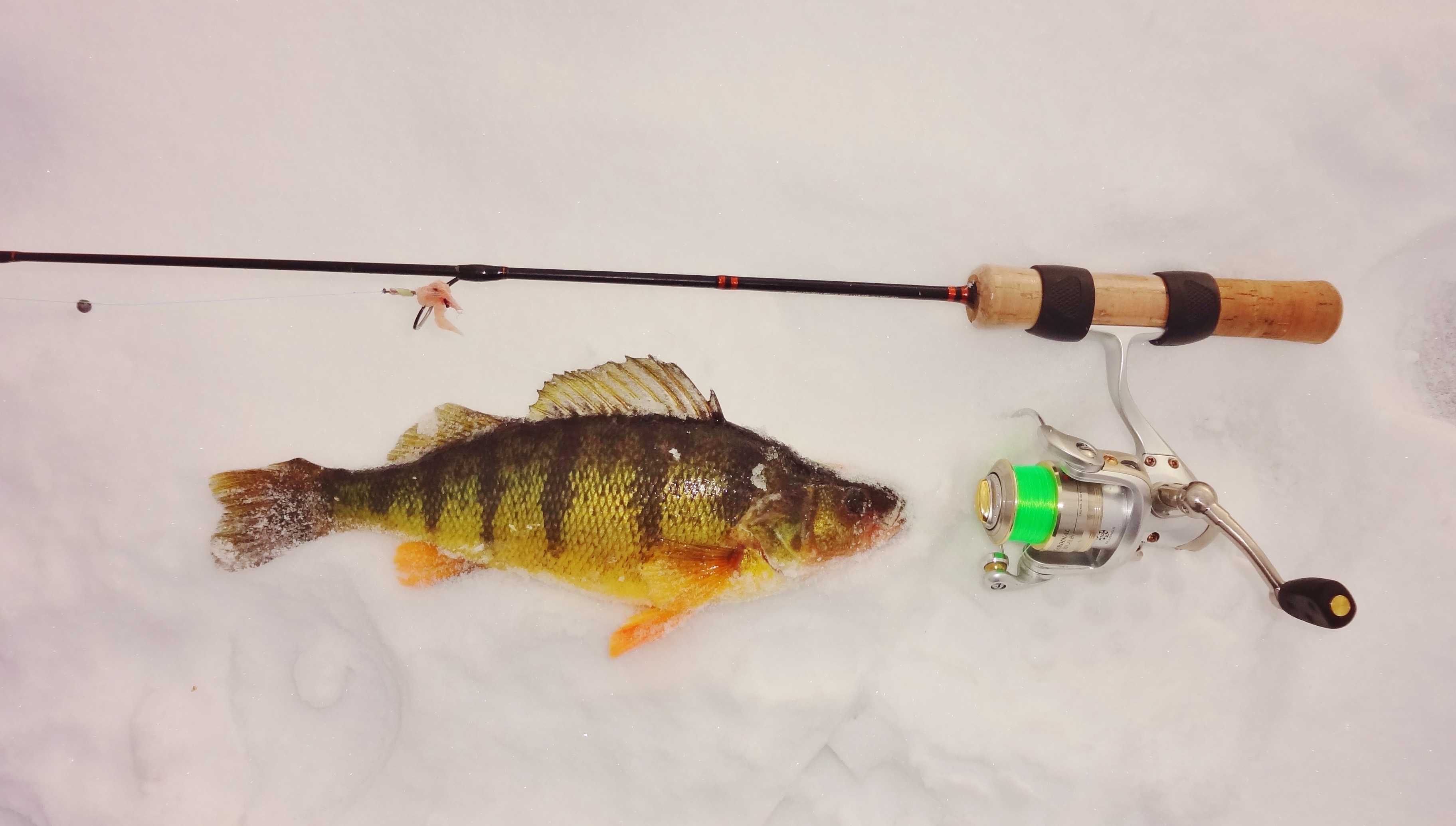 Yellow Perch 