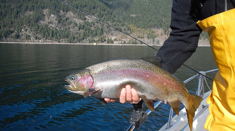 Spawning-Female-Trout