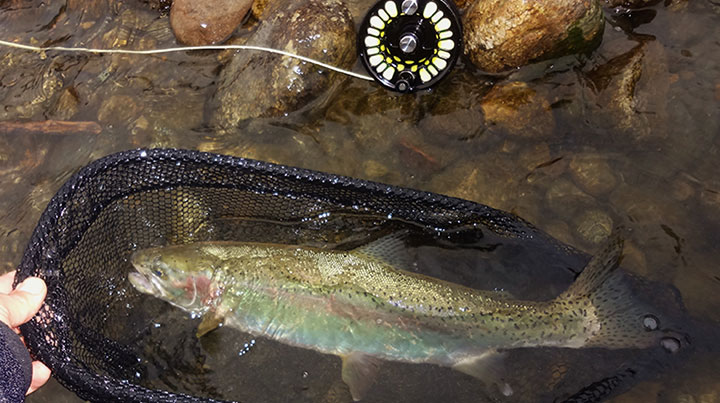 Trout on Streamer 