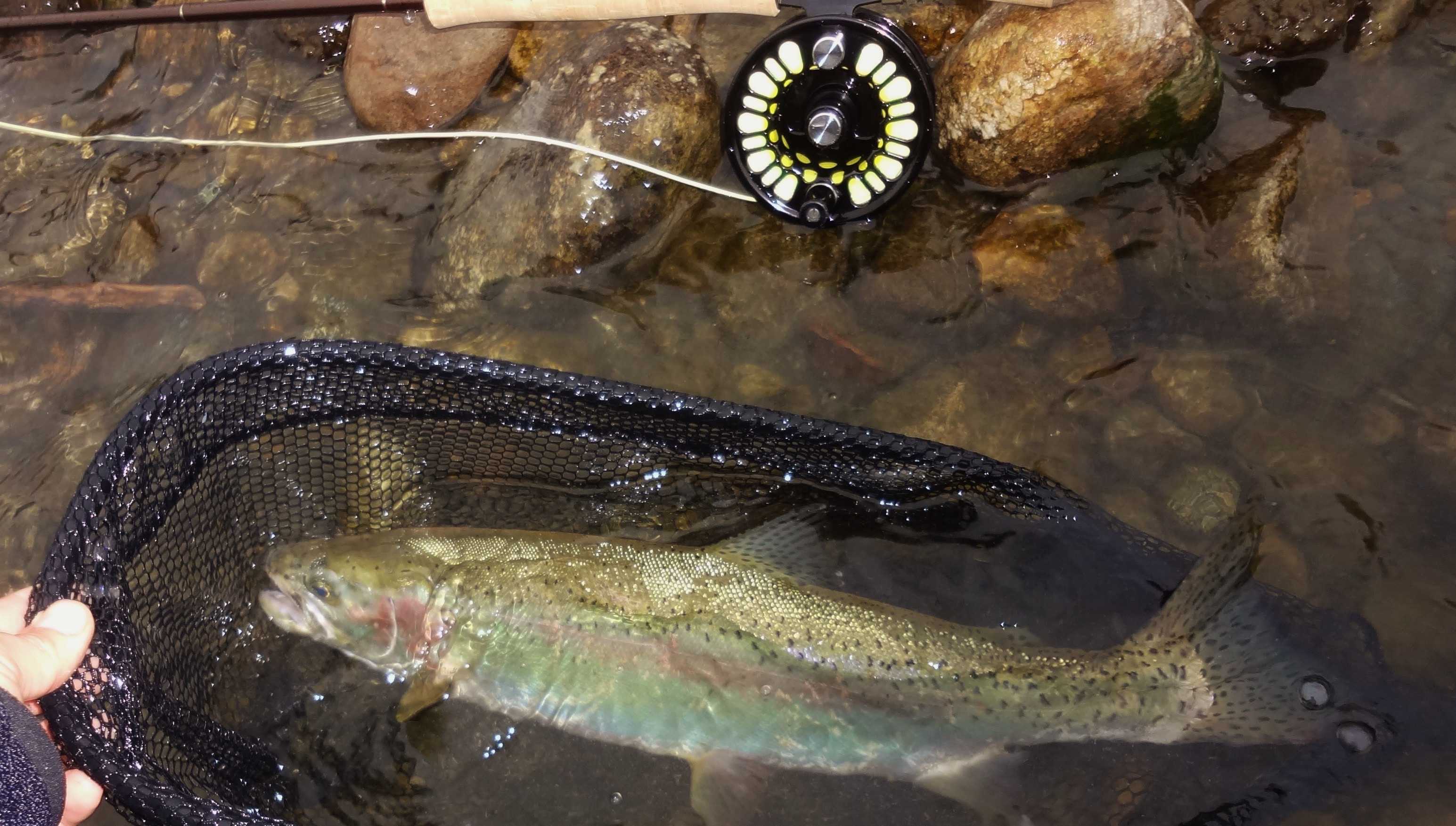 How to Bead Fish for Trout BC Fishn