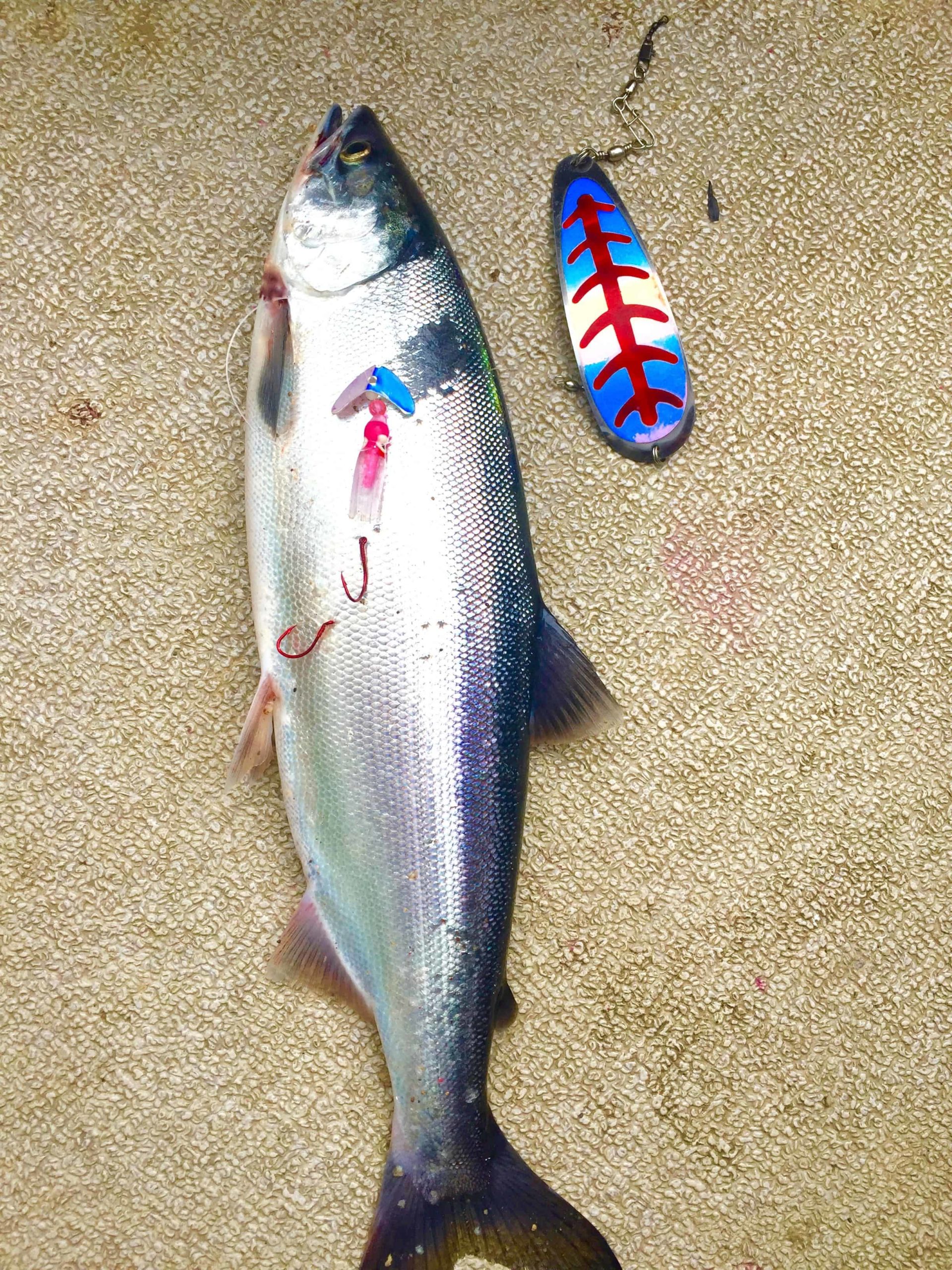 Kokanee Fishing The BC Cariboo Bridge & Deka Lake