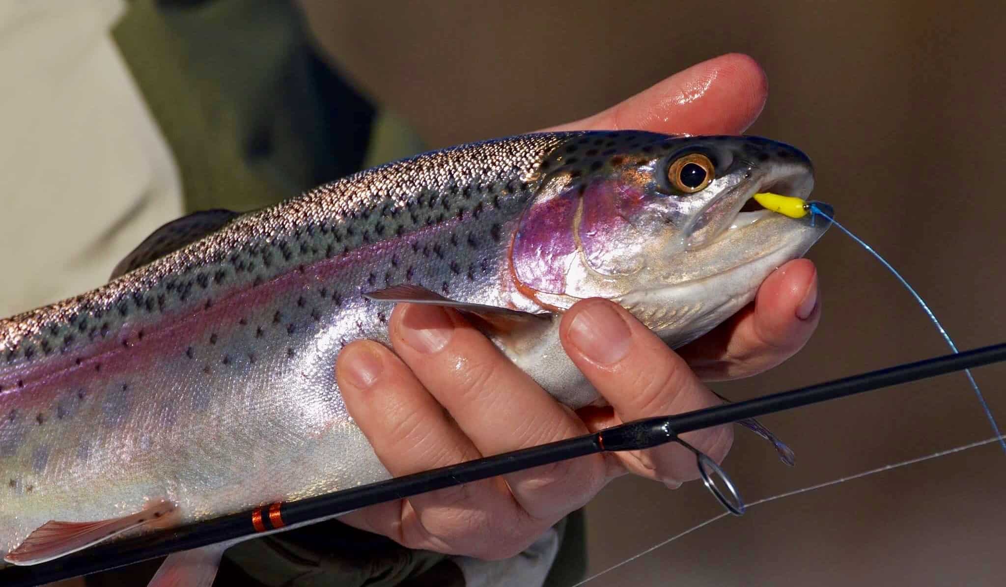 Lure Fishing for Stocked Rainbow Trout