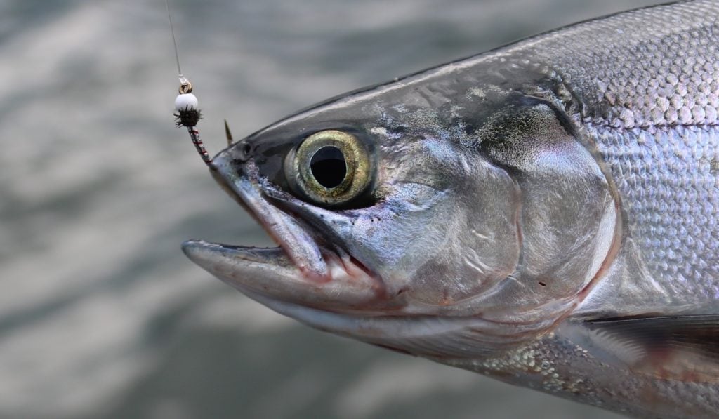 Kokanee on the Fly Learn How to Fly Fish for Kokanee