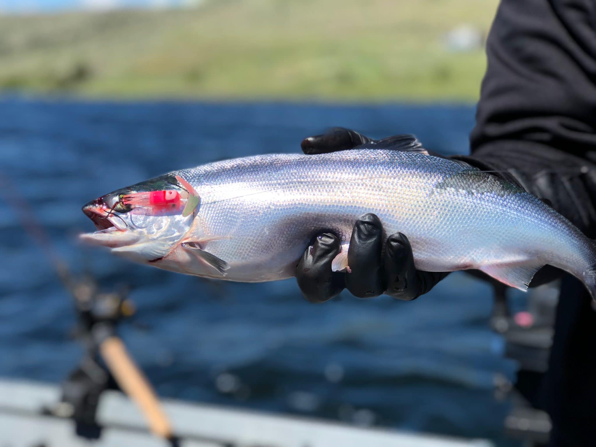 kokanee hoody